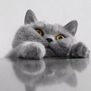 Александр Ш (@58shape) Twitter