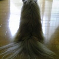 kuhn (@akkailu) 's Twitter Profile