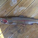 Shawn Pyle - @pyleofshawn - Twitter