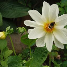 Love my garden, allotment,  compost making, rambling, crafts,  collecting vintage items, musical theatre. National Trust member, Bournville.