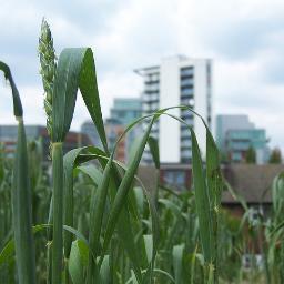 Co-founder of Green Engineers...we do green garden design inc green roofs, meadows, water capture, sustainable drainage+permaculture (not messy)