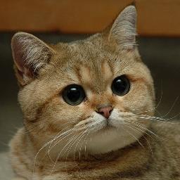 En opposition au CCC (comité contre les chats) voici le comité POUR les chats ! Les chats sont nos amis ! #FollowBack