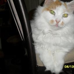 I'm a spoiled Turkish Van cat. My family says I'm the best cat ever. Just like my username says, I am sweet and fluffy. MEOW!!