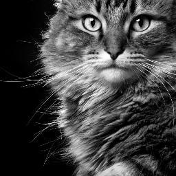 Tout savoir sur les chats. Nous vous proposons des descriptions sur les différentes races de chats, l'histoire du chat, ainsi que d'autres infos pratiques.
