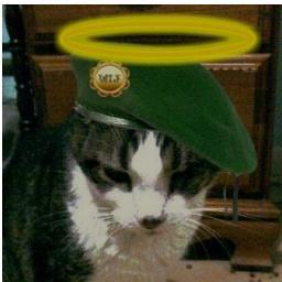 Ivengarkissa's profile picture. TigerWoods, the cat,  tweeting from OTRB  Proud member of #wlf10thbattalion Still helping mom, Henna.  She loves haikus, zen and hopes that peace will prevail.