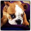 Lucy Wing - @BulldogDiaries - Twitter