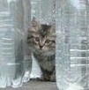 FEZ K鯖でやってるよ　みけあん　氷皿　部隊はリラックマ派　熊は群れで行動しないんだっていう部隊だよ　みんな入ろうね