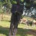 mark kipkemboi too (@markkipkemboi) Twitter profile photo mark kipkemboi too (@markkipkemboi) Twitter profile photo