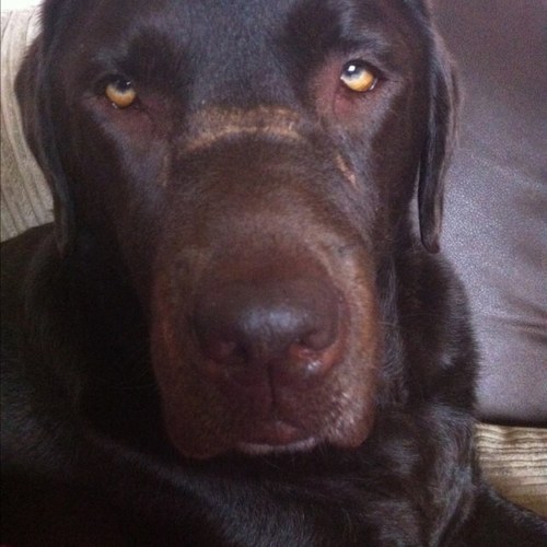 My name is chip ! And if you thought humans was crazy then you obviously havent seen me yet !!