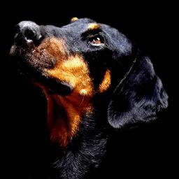 DobieRescueCA's profile picture. Dobies and Little Paws Rescue is a no-kill rescue dedicated to rehabilitating and rehoming dobermans and small, mixed breed dogs.