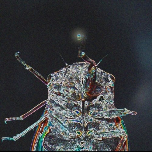 OscillatorBug's profile picture. 