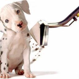 Providing eco carpet, rug and sofa cleaning