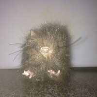 sewer rat (@sunshinedart) 's Twitter Profile