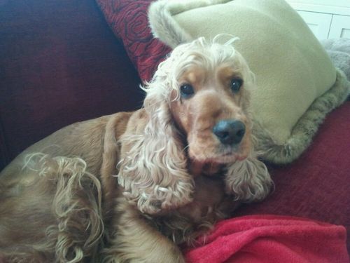 tovigo87's profile picture. 