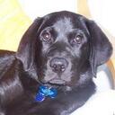 Pablo Walter - @pablolabrador - Twitter