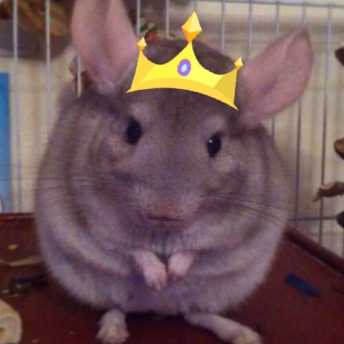 Olliethechin's profile picture. I chew everything and theres nothing you can do about that.