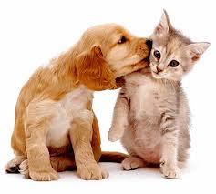 esta pagina foi feita para adoção de cães e gatos, quem estiver interessado em adotar  ou em doar falem conosco que publicaremos!!!!! agradecemos  desde já