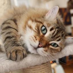 amantessiberian's profile picture. 