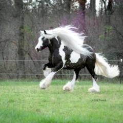 Hípico 100%! Fanático de las Carreras de Caballos! 
0.00 Política