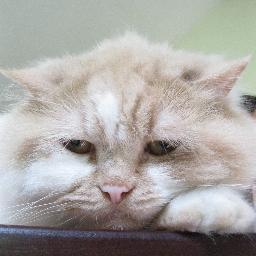 I'm Gimo. Pleased to meet you. Give me food.