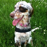 Massimiliano (@maxesse) 's Twitter Profile