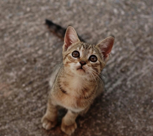 立ち上がる猫。No pain, No gain. 多摩川で迎え撃つ!