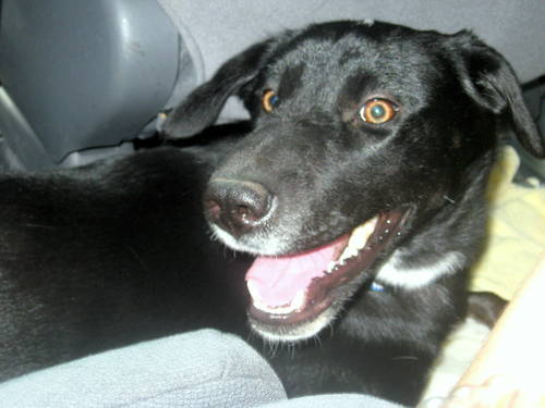 BleuBurrei's profile picture. Just a dog with lots to bark about.