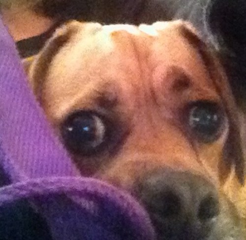 thedog_jack's profile picture. humans, ha