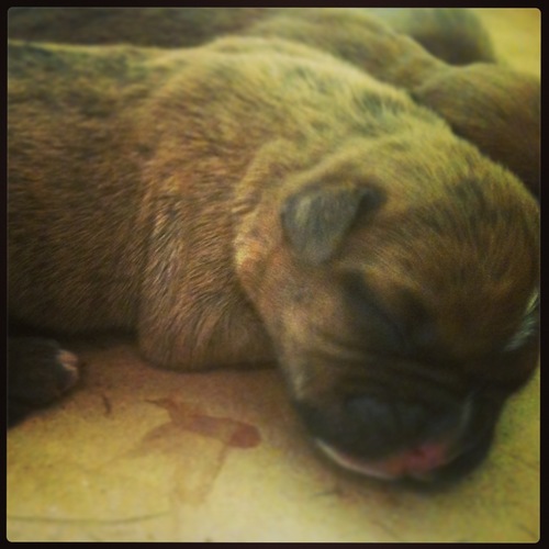 nos dedicamos a la venta de perros de diversos tipos de raza.