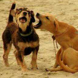 ladrandoaloido's profile picture. 