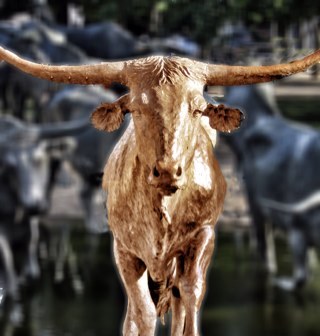 AusTexAlice Profile Picture