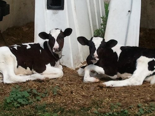 Bruce County Dairy Farmer, OAC 2013 Grad
