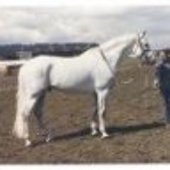1984 Olympic horse https://t.co/hbtC9JdCH7