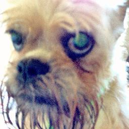 CookieTX's profile picture. 