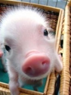 AnaVelca's profile picture. 