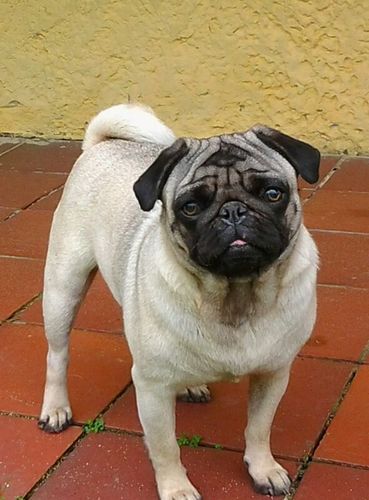 vendemos cachorros puros de razas medianas y pequeñas de excelente calidad. el mejor amigo del hombre, y la mejor mascota de la familia.