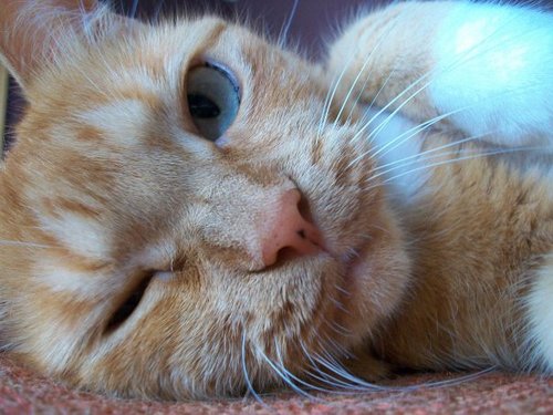 ClemsBFF's profile picture. Meow.