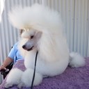 jill cloud - @rococok9 - Twitter