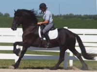 Monet Phelps has over 30 years experience in dressage, hunter/jumper, eventing, and rehabilitation of all breeds of horses; specializing in biomechanics.
