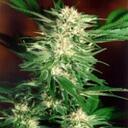 Shane McDonnell - @growboys - Twitter