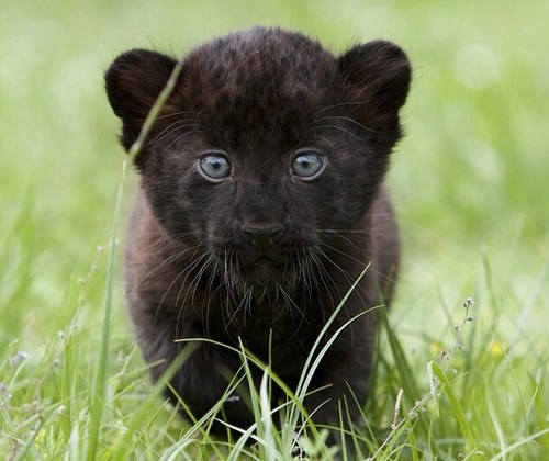 PantherNoName Profile Picture