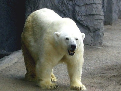 funkyicebear's profile picture. 