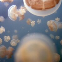 Scuba-Dive (@scubablog) 's Twitter Profile