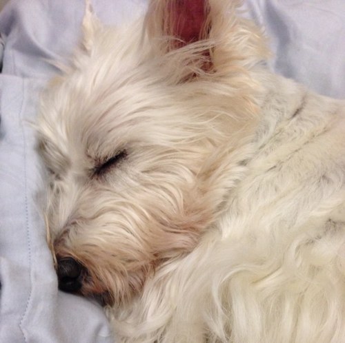 iiiimeg's profile picture. 