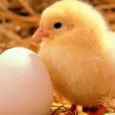 ひよこのたまご 0328ta9 Twitter ひよこのたまご 0328ta9 Twitter