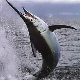 el_pez_espada's profile picture. 