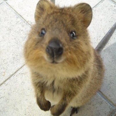 クオッカ画像bot Quokka Bot Twitter クオッカ画像bot Quokka Bot Twitter
