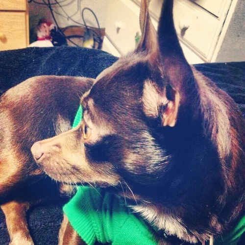Just your typical Directioner Dog. Woof!