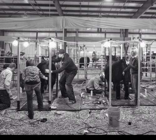 CurtisCattleCo's profile picture. 