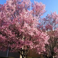 Maryelizabeth Ward (@mwardteach) 's Twitter Profile